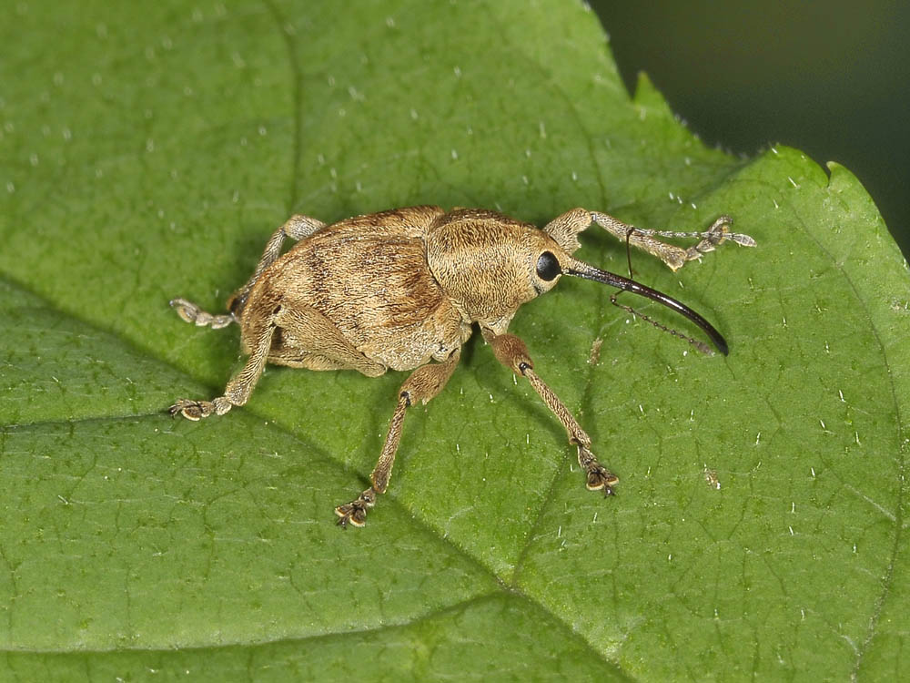 Curculio da identificare